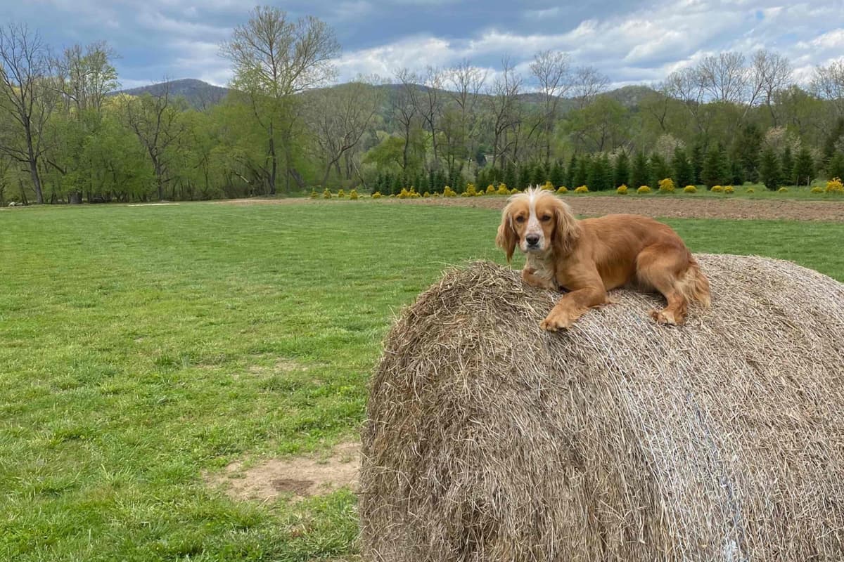 FIELD BRED English Cocker Spaniel Puppies breeder image 4