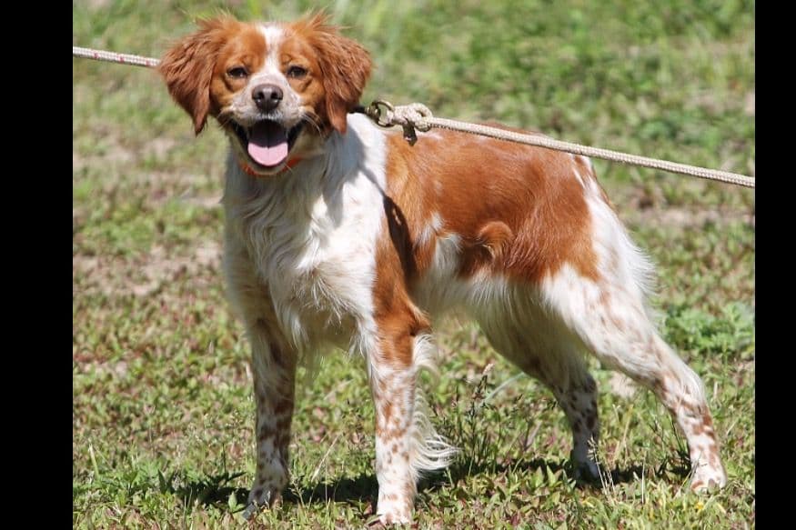 FIELD BRED English Cocker Spaniel Puppies breeder image 6
