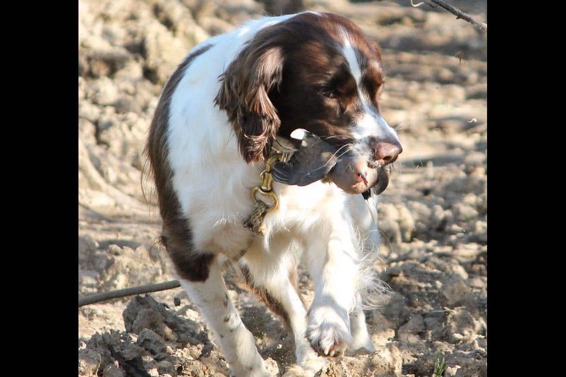 FIELD BRED English Cocker Spaniel Puppies breeder image 7