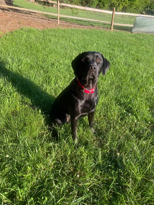 Labrador Retriever Puppies media 2