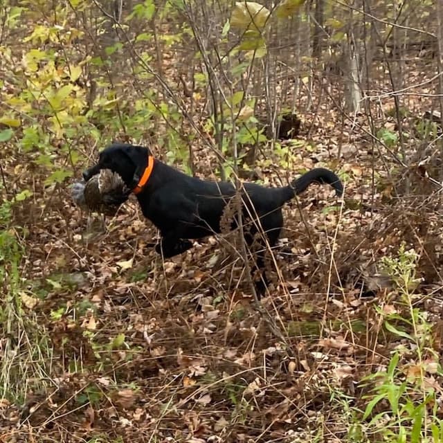 Labrador Retriever Puppies media 4