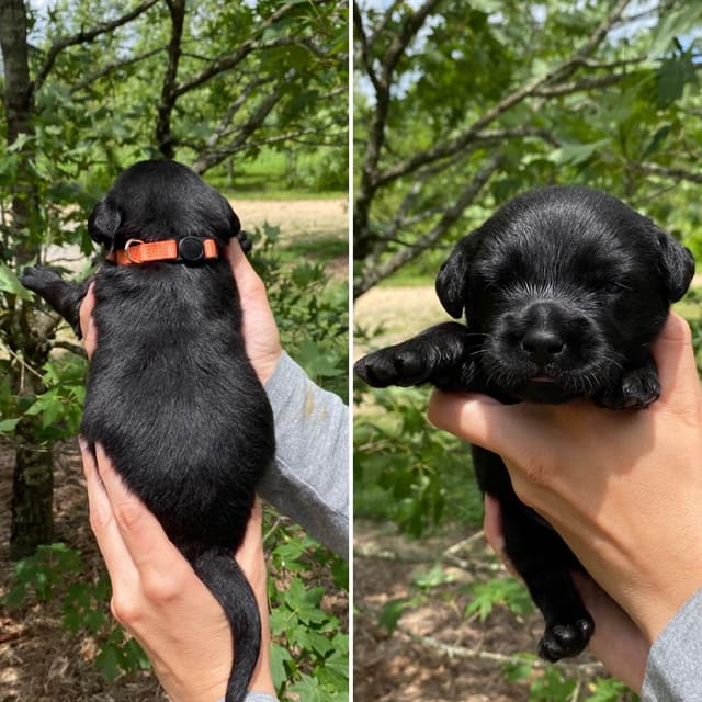 Labrador Retriever Puppies media 5