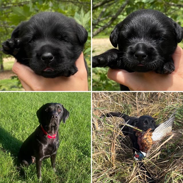 Labrador Retriever Puppies media 8