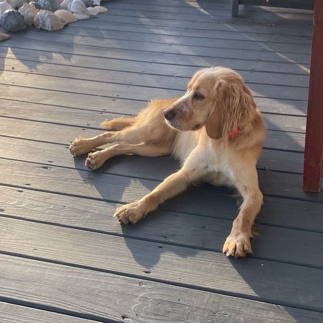 FIELD BRED English Cocker Spaniel Puppies media 3