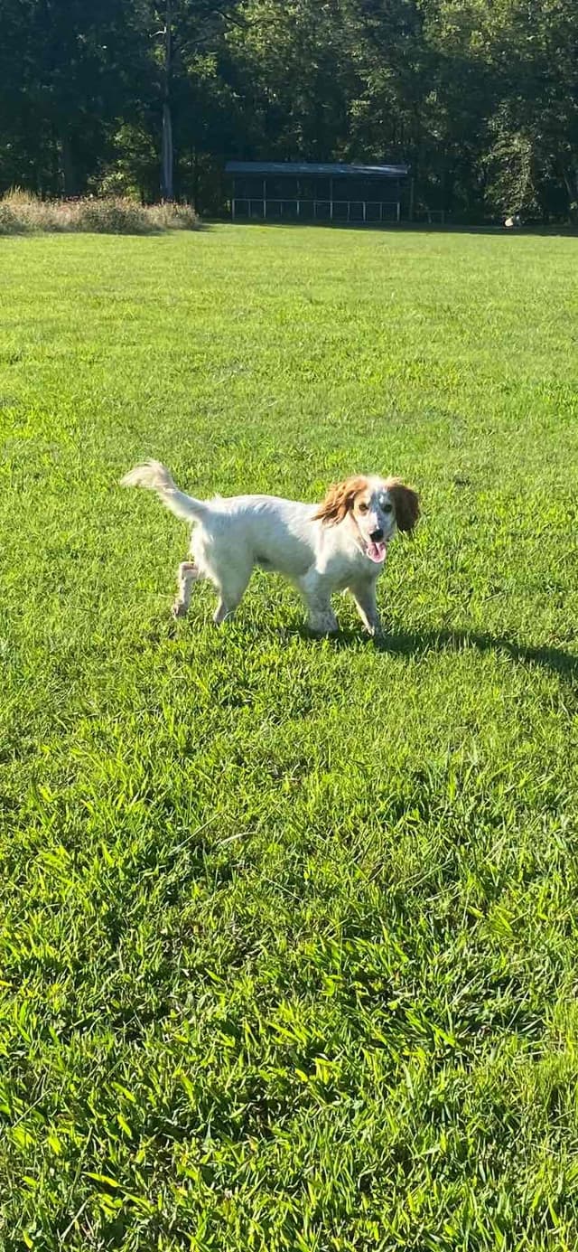 FIELD BRED English Cocker Spaniel Puppies media 4