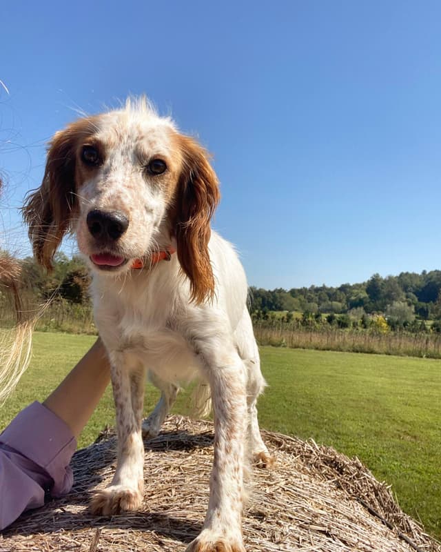 FIELD BRED English Cocker Spaniel Puppies media 5