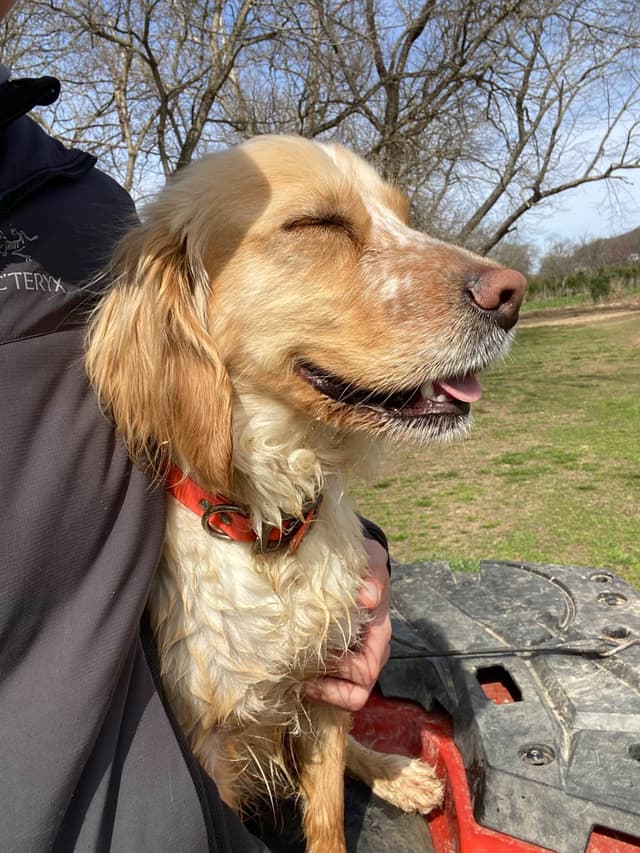 FIELD BRED English Cocker Spaniel Puppies media 6