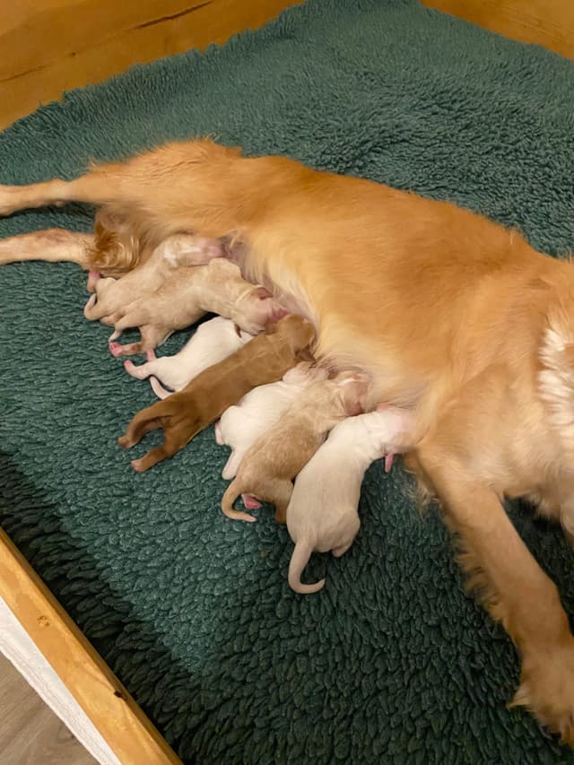 FIELD BRED English Cocker Spaniel Puppies media 2