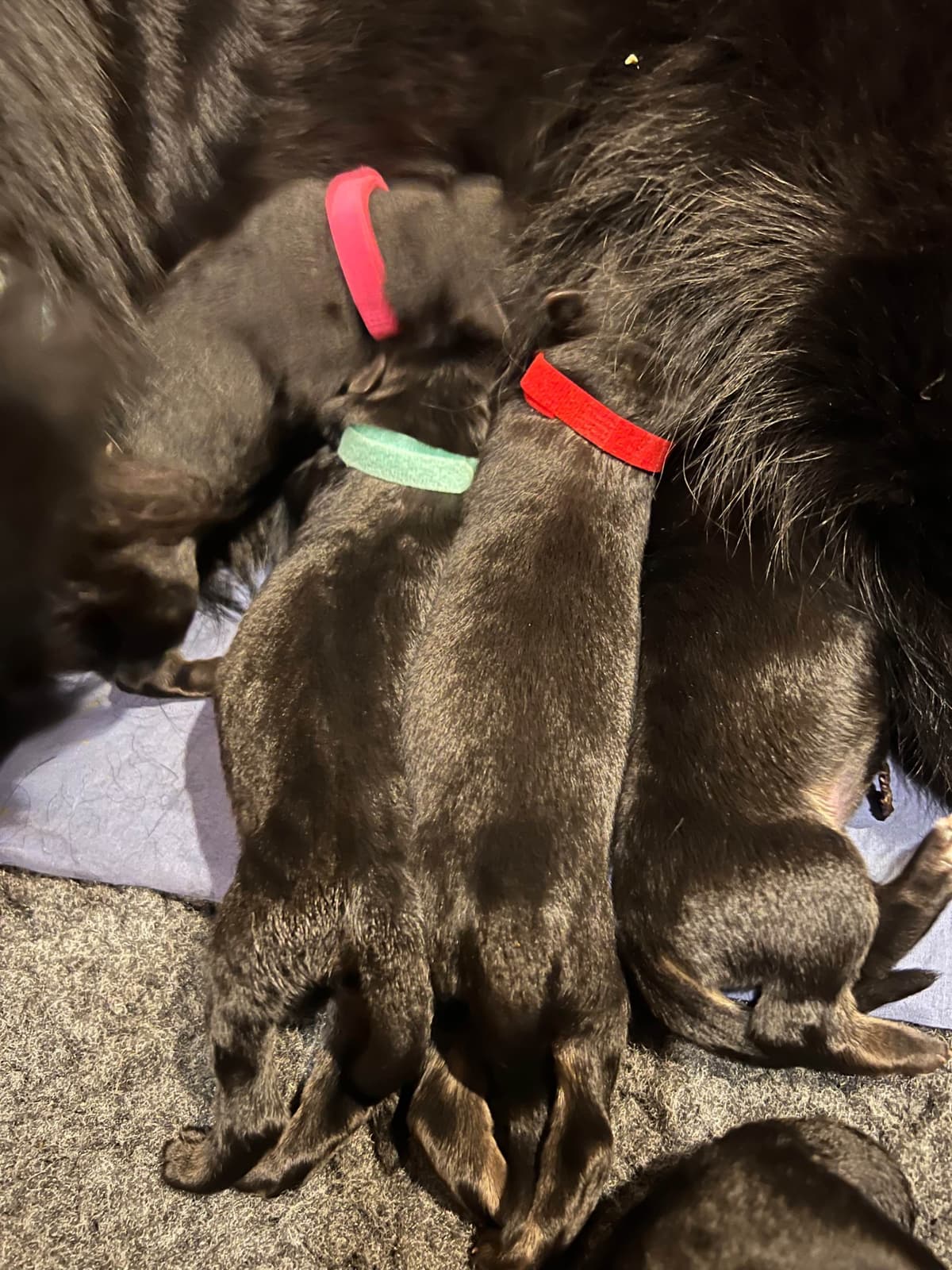 German Shepherd Dog Puppies breeder image 5