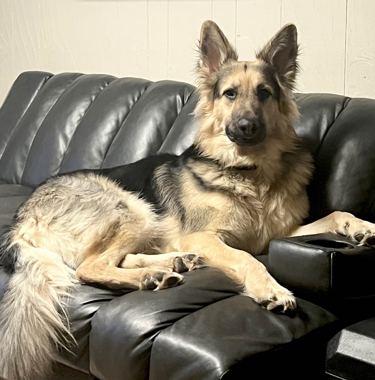 German Shepherd Dog Puppies breeder image 8