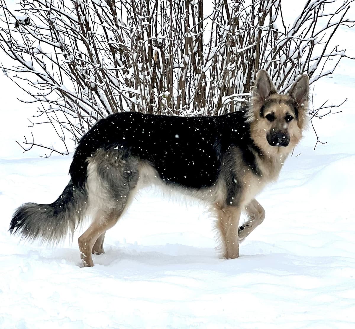 German Shepherd Dog Puppies breeder image 6