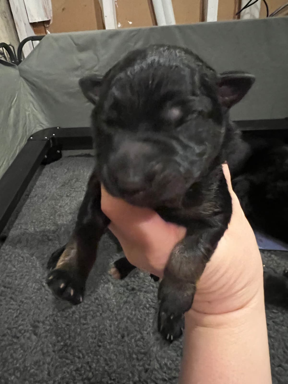 German Shepherd Dog Puppies breeder image 12