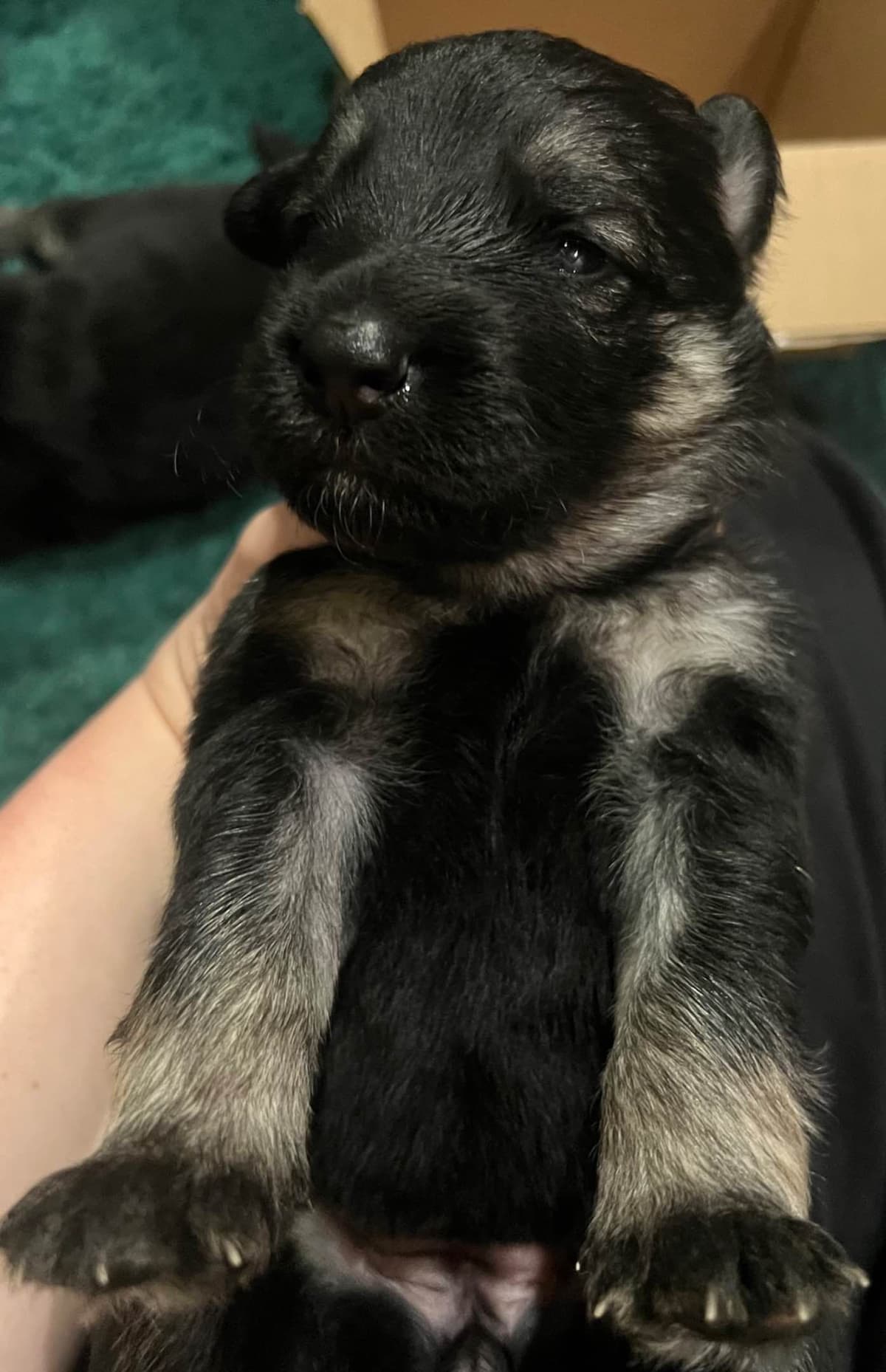 German Shepherd Dog Puppies breeder image 11