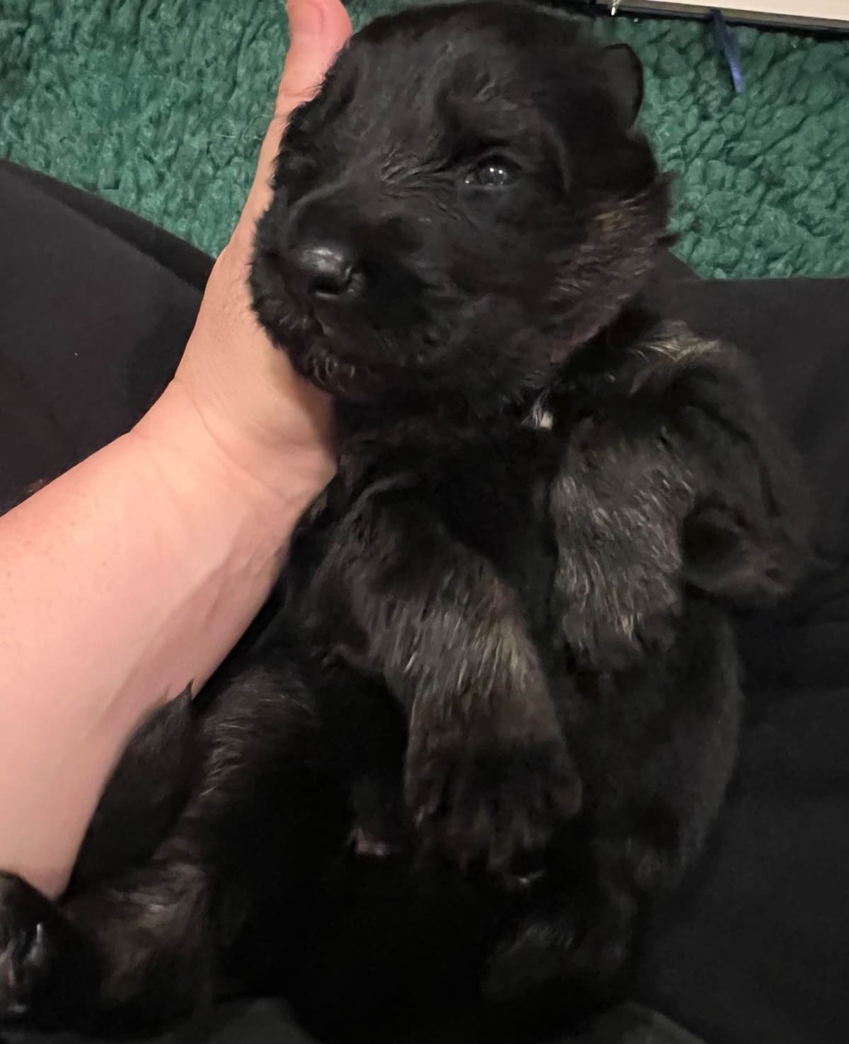 German Shepherd Dog Puppies breeder image 13