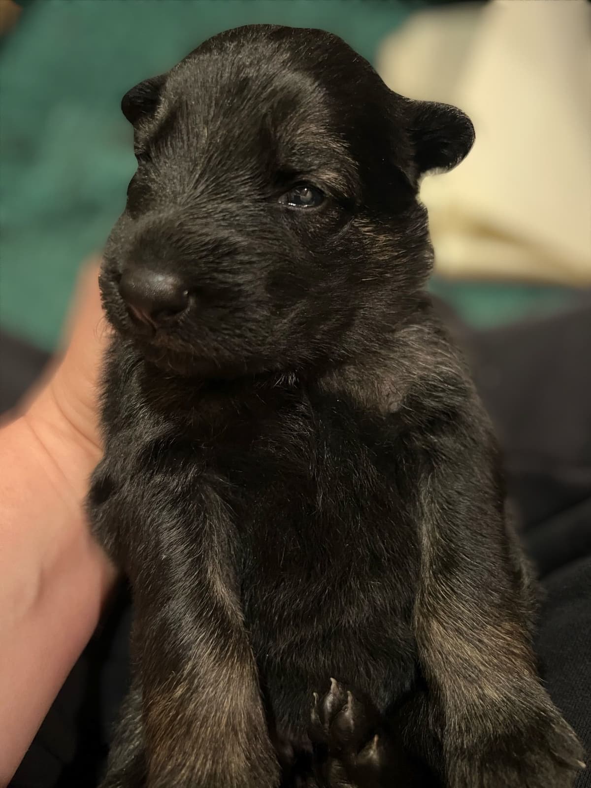 German Shepherd Dog Puppies breeder image 14