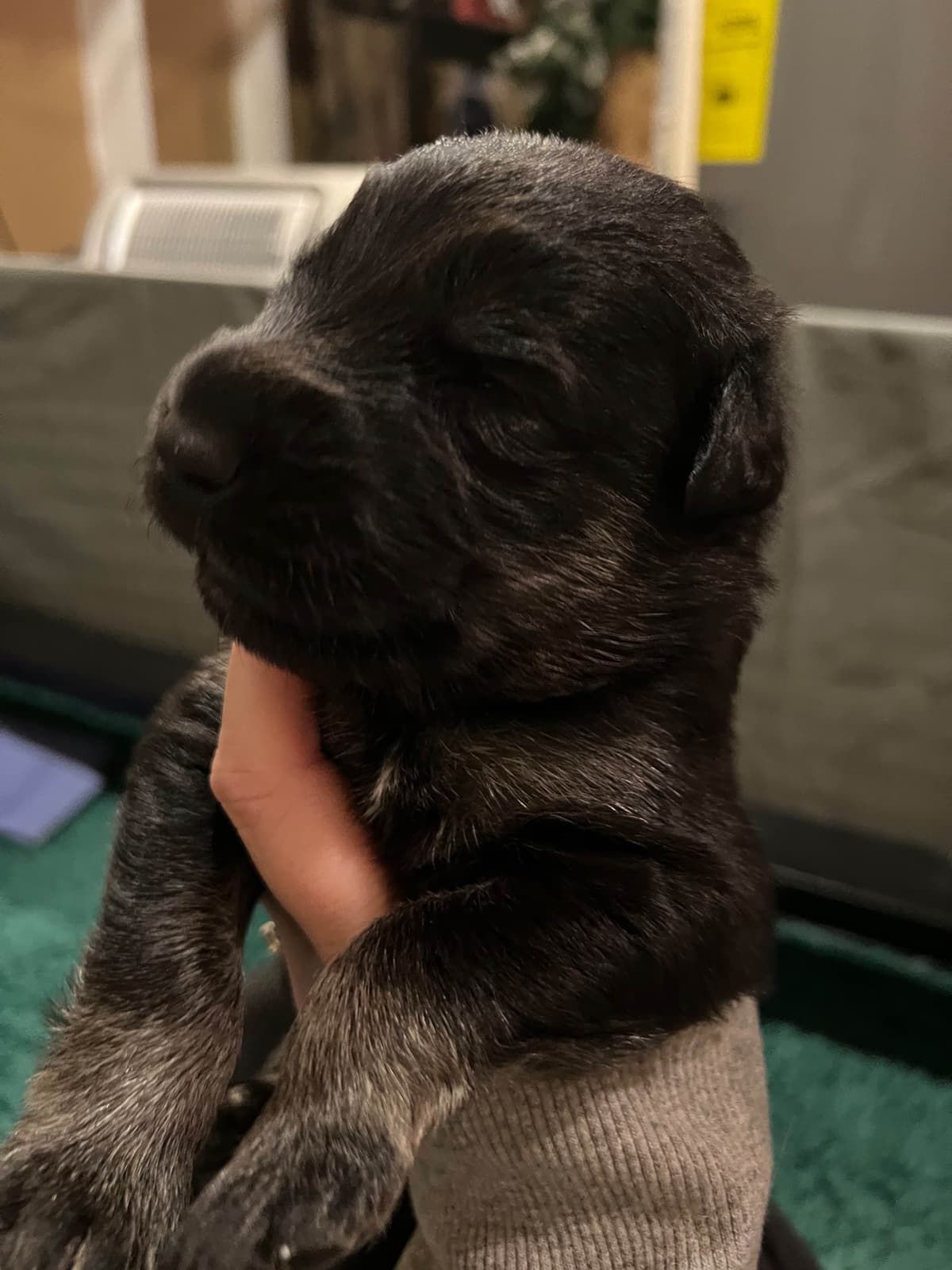 German Shepherd Dog Puppies breeder image 16