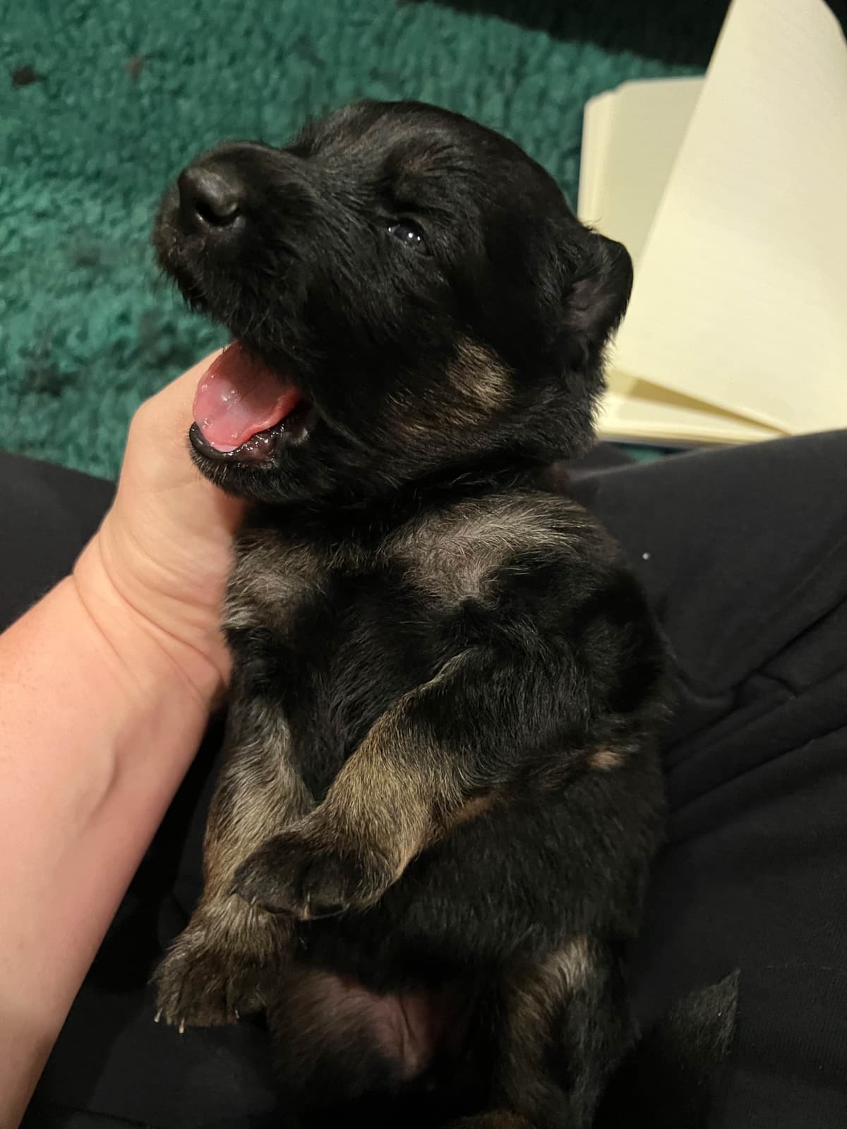 German Shepherd Dog Puppies breeder image 17
