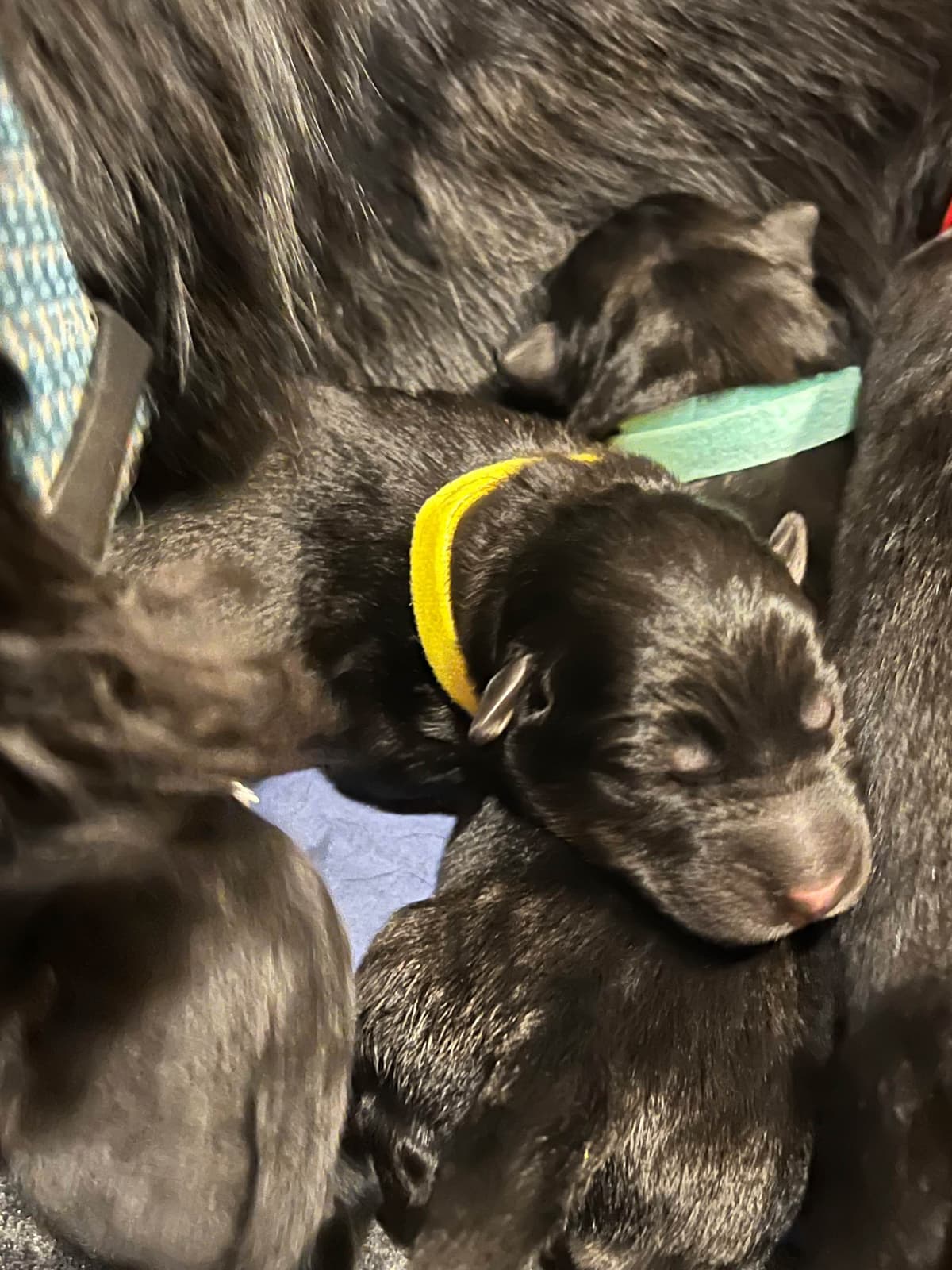 German Shepherd Dog Puppies breeder image 18