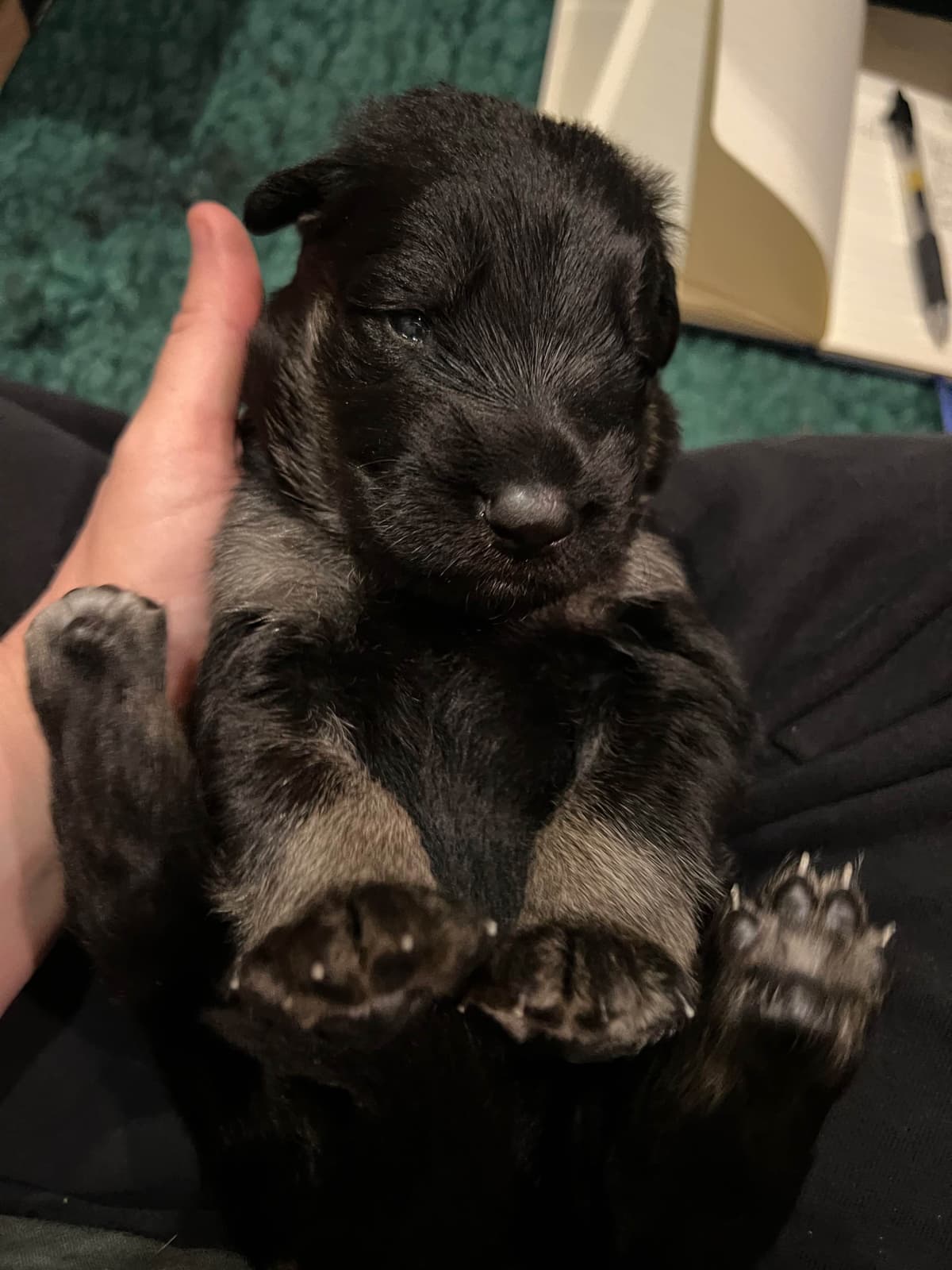 German Shepherd Dog Puppies breeder image 19