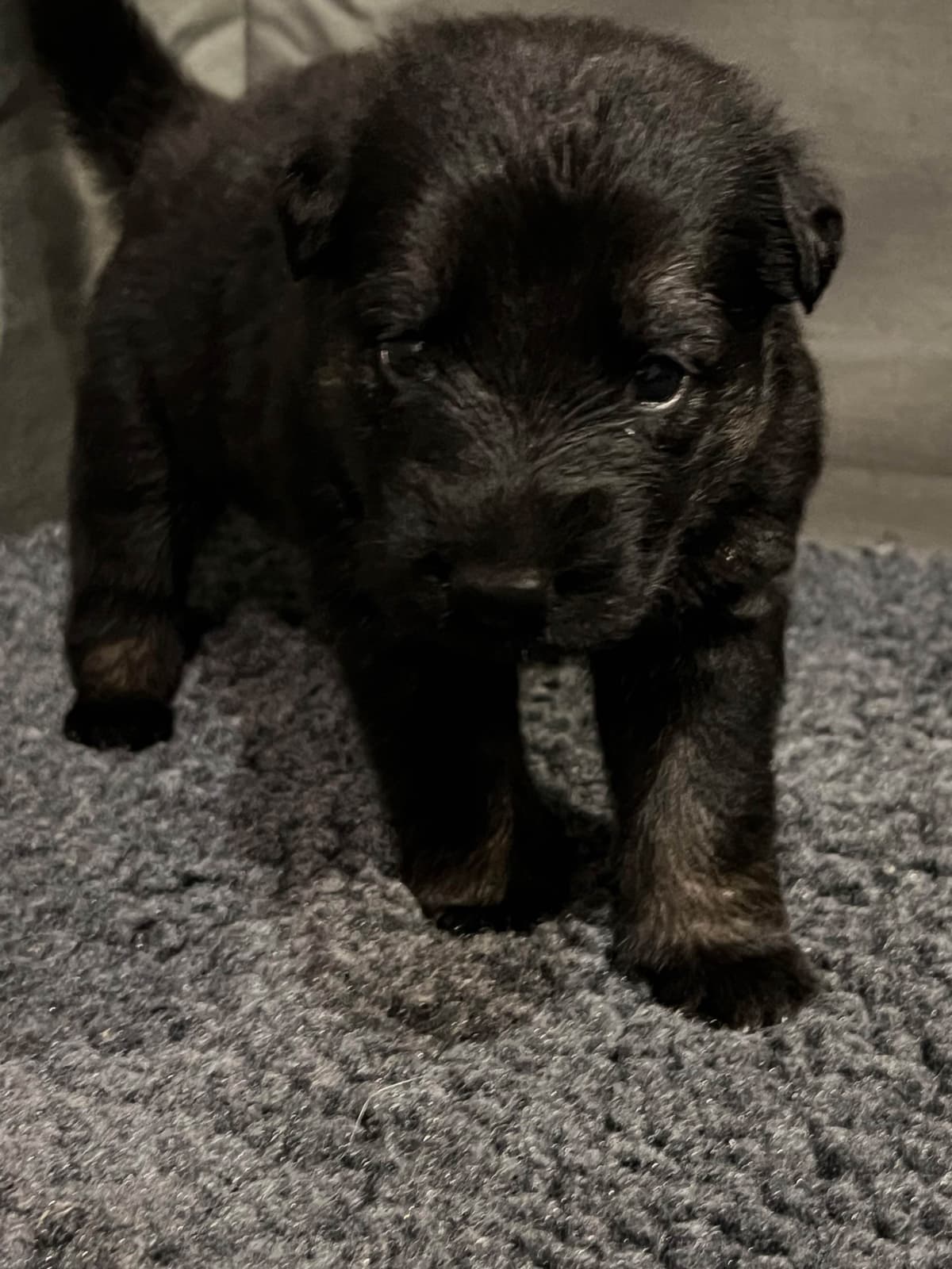 German Shepherd Dog Puppies breeder image 21
