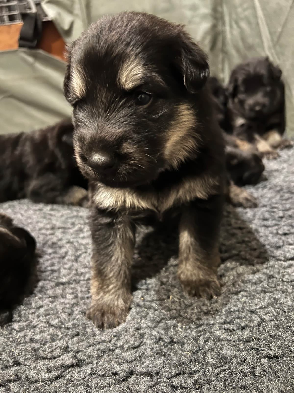 German Shepherd Dog Puppies breeder image 22
