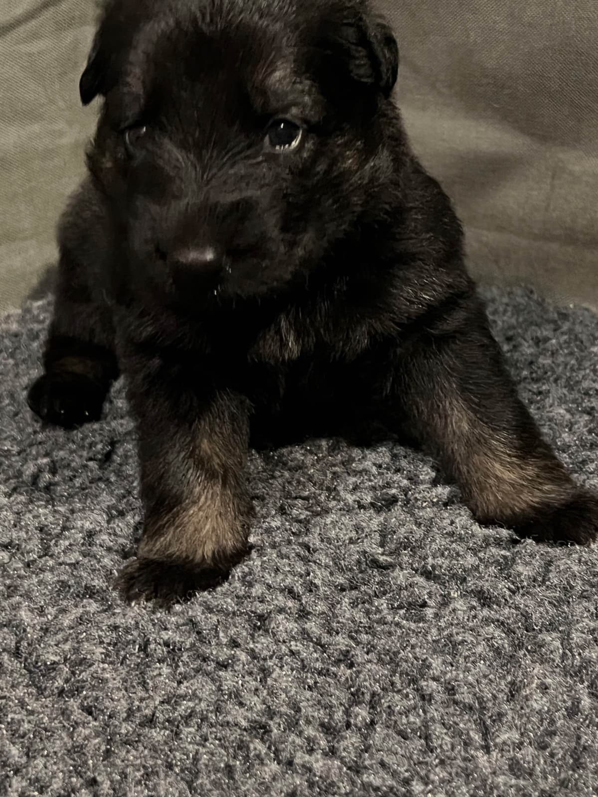 German Shepherd Dog Puppies breeder image 23