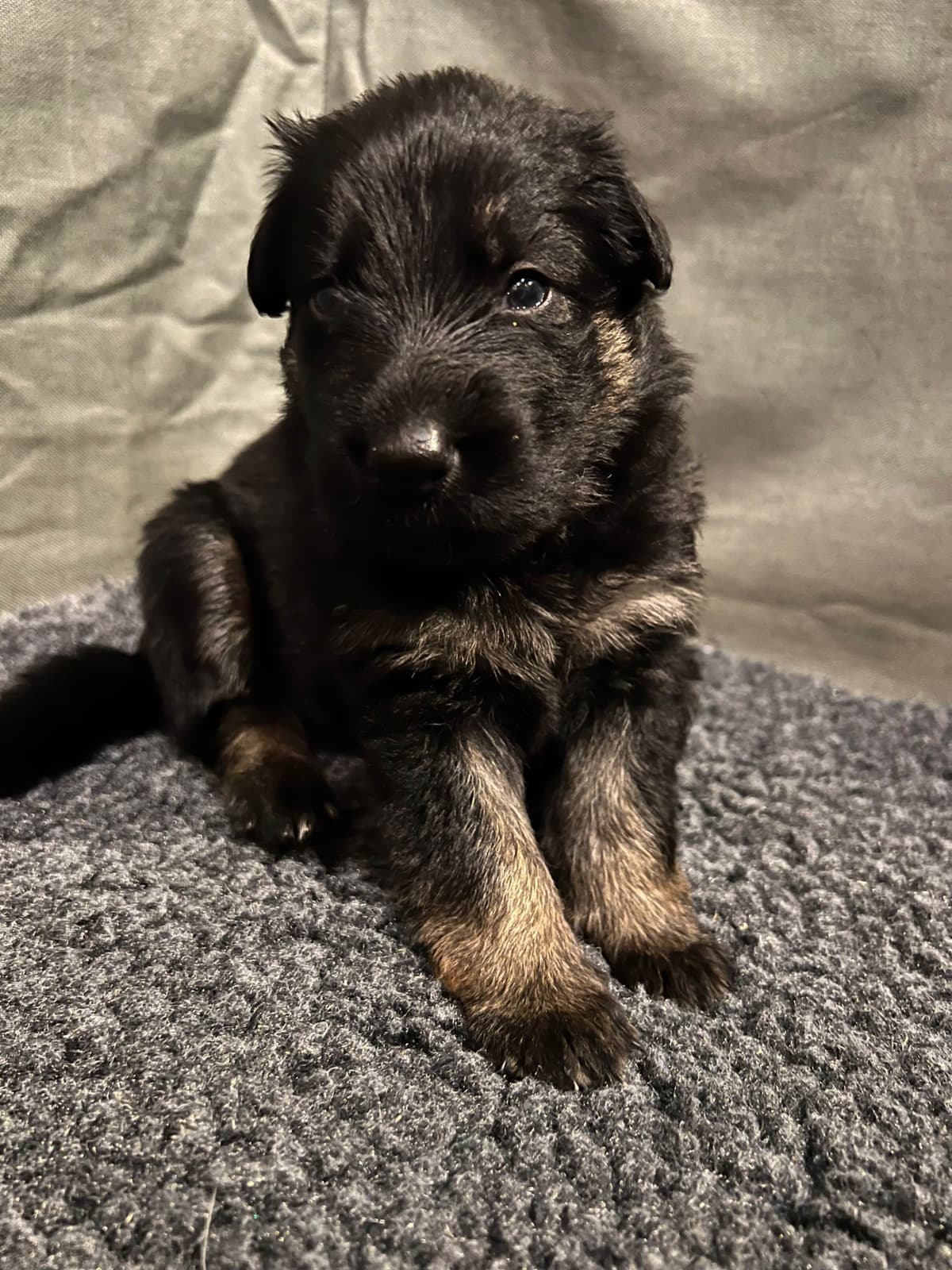 German Shepherd Dog Puppies breeder image 24