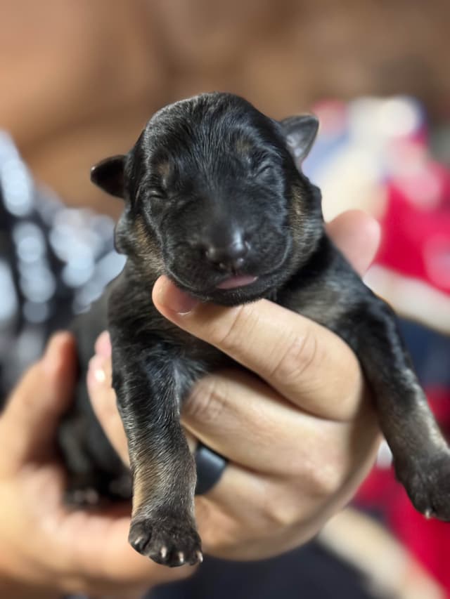 German Shepherd Dog Puppies media 2