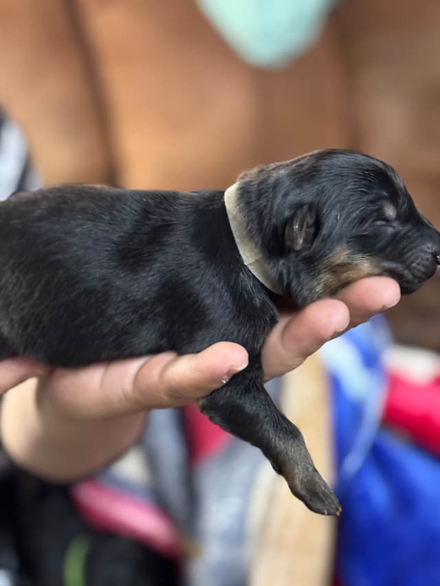 German Shepherd Dog Puppies media 4