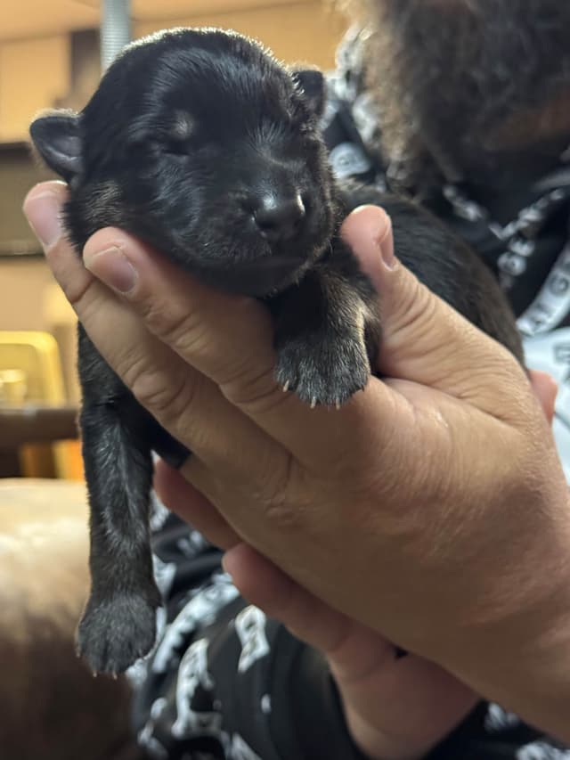 German Shepherd Dog Puppies media 6