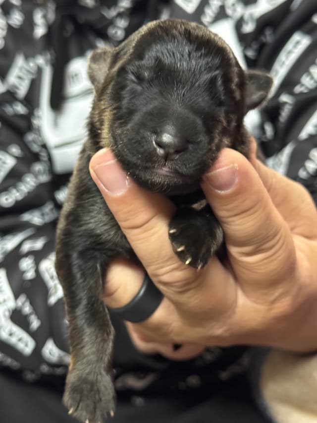 German Shepherd Dog Puppies media 8
