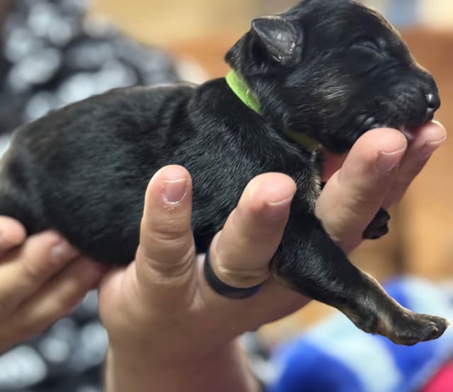 German Shepherd Dog Puppies media 7