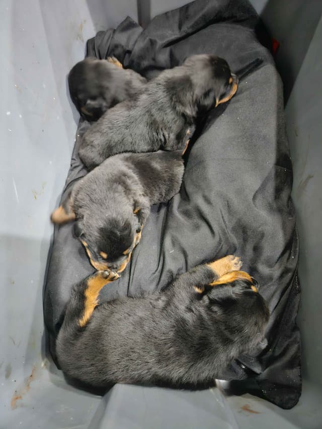 Rottweiler Puppies media 3