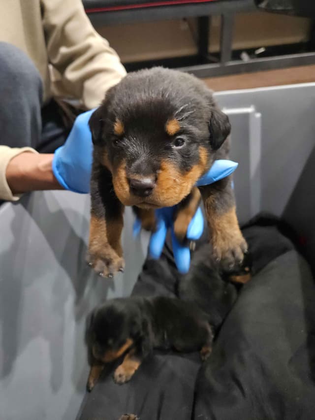 Rottweiler Puppies media 2