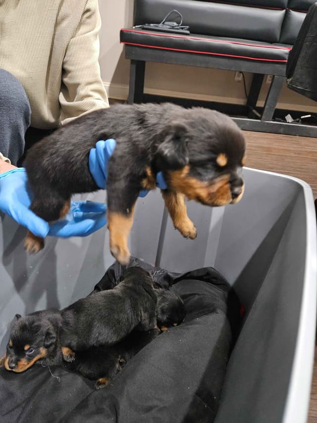 Rottweiler Puppies media 5