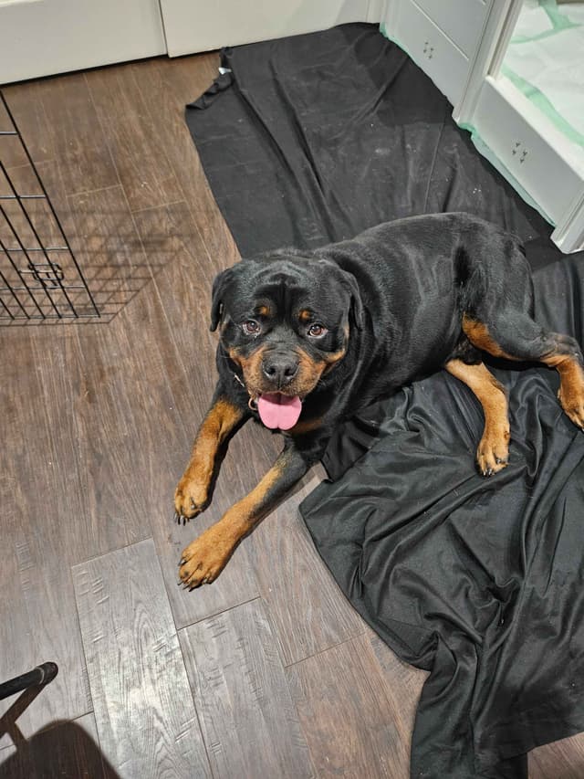 Rottweiler Puppies media 6