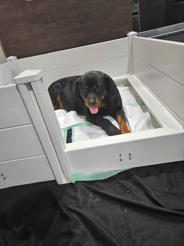 Rottweiler Puppies media 4