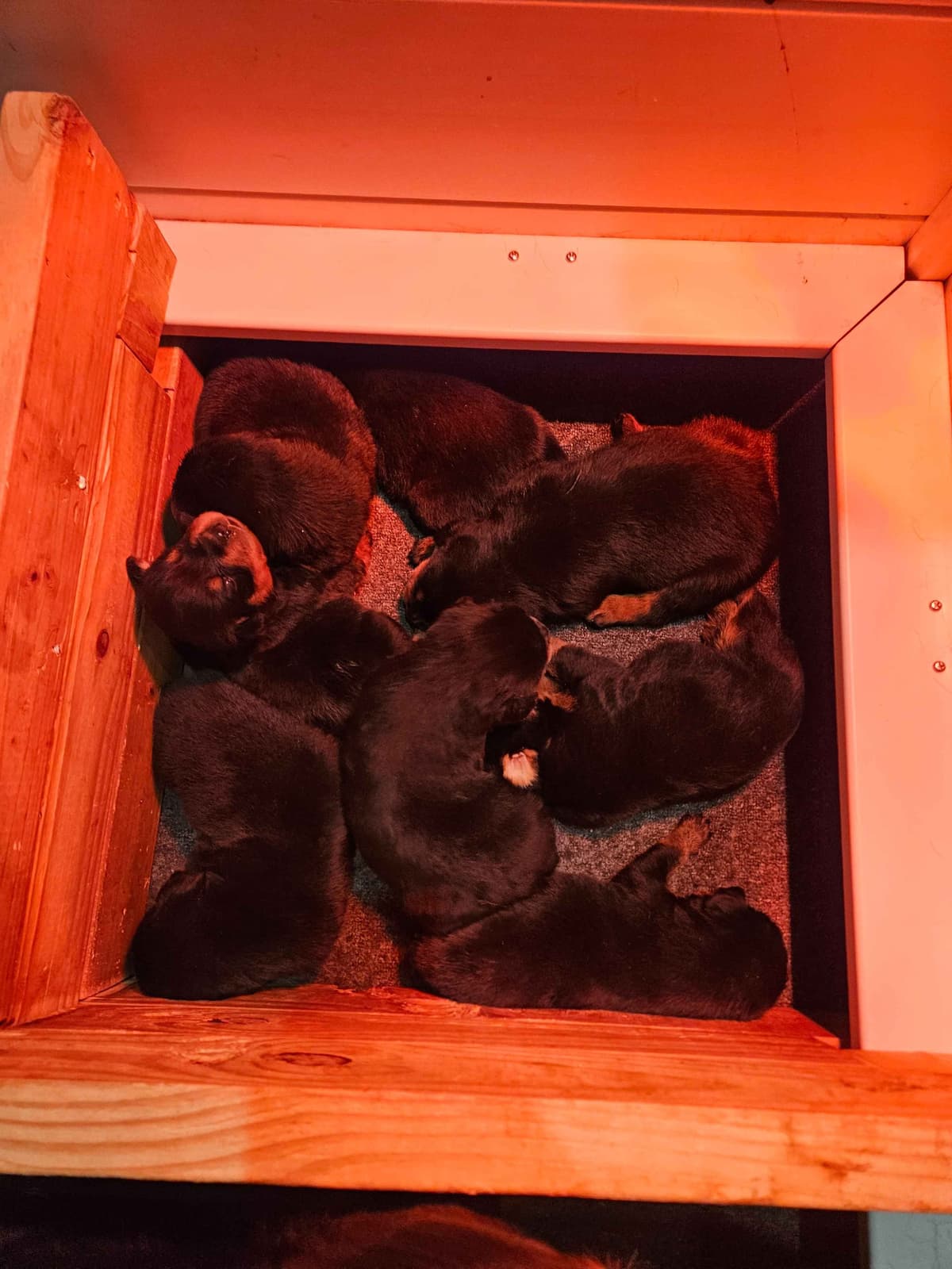 Rottweiler Puppies breeder image 1