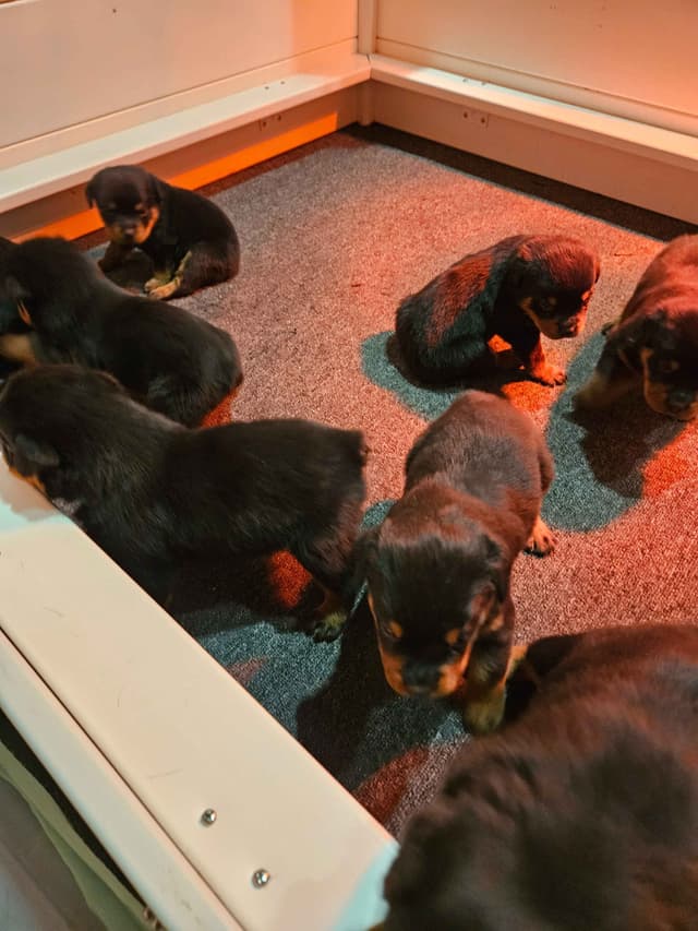 Rottweiler Puppies media 8