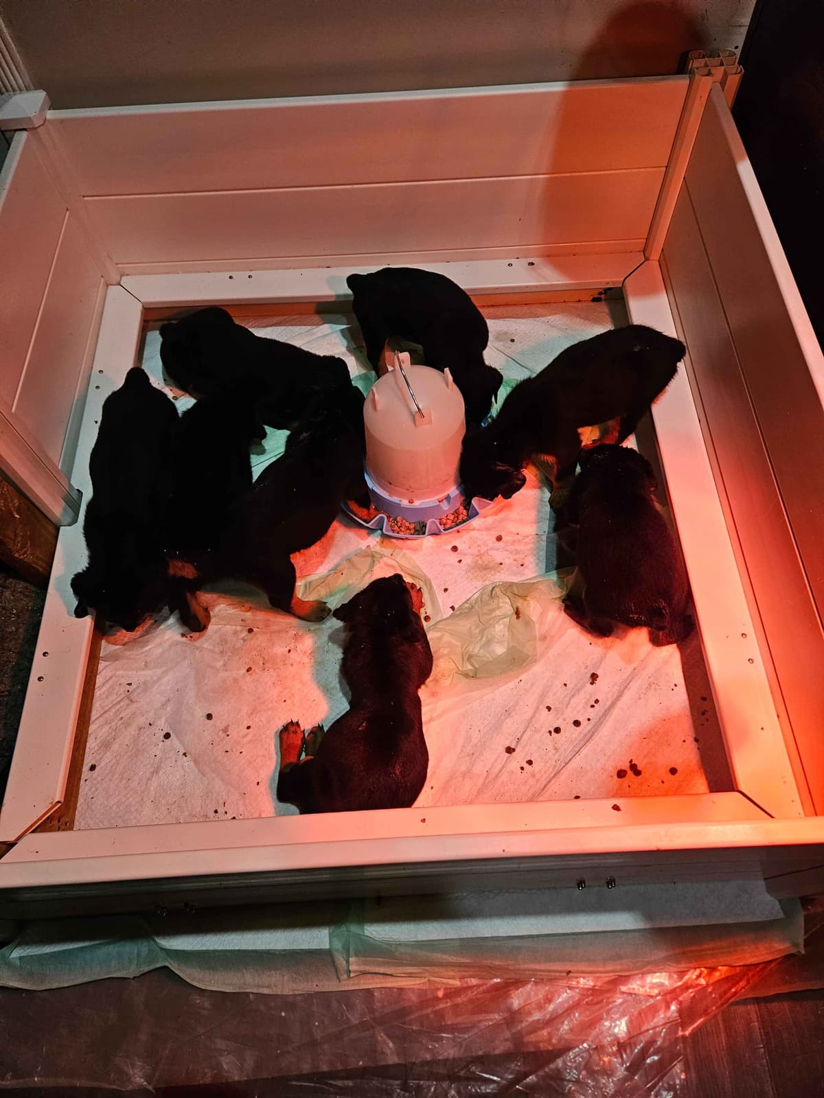 Rottweiler Puppies breeder image 2