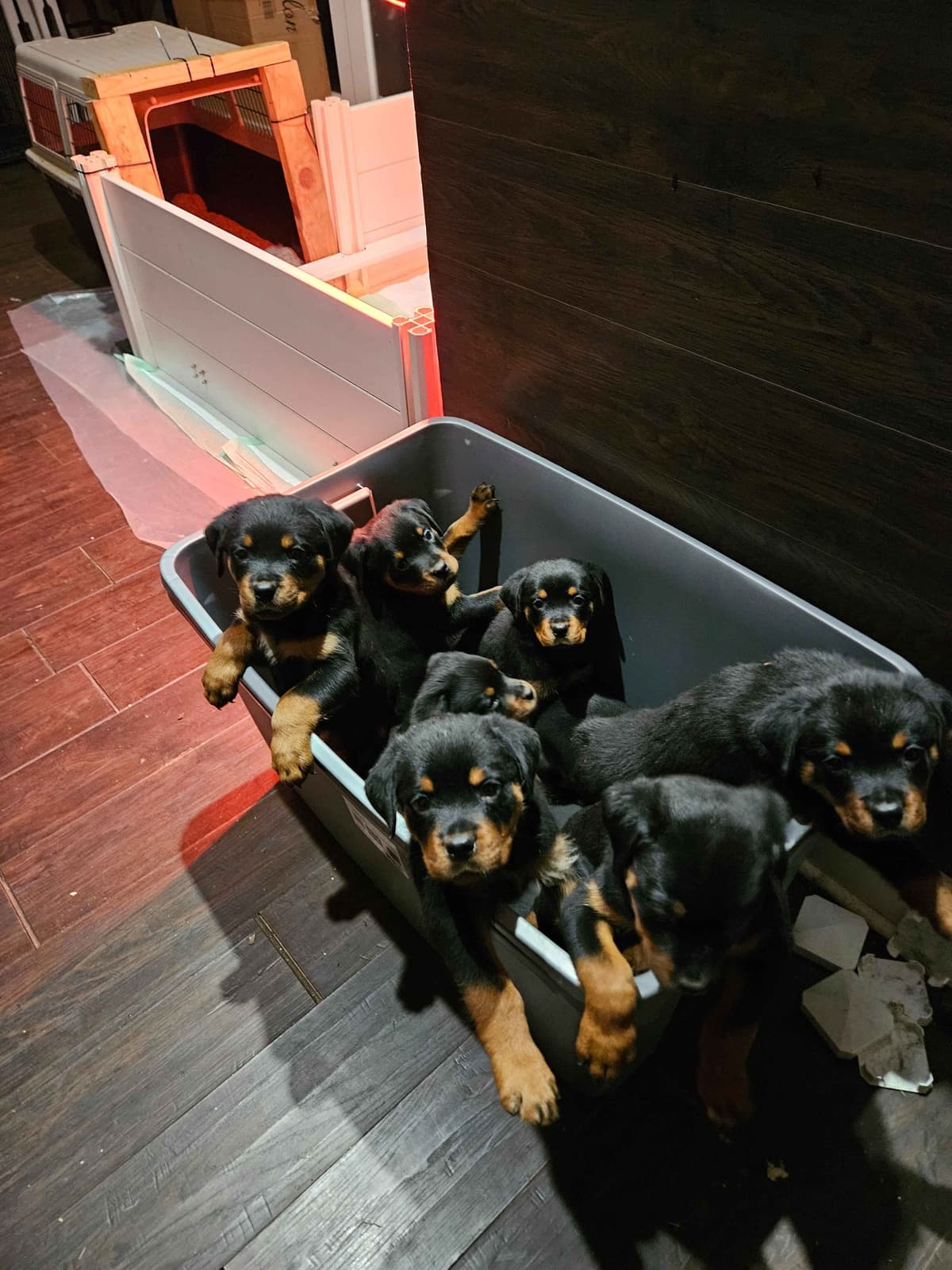 Rottweiler Puppies breeder image 3