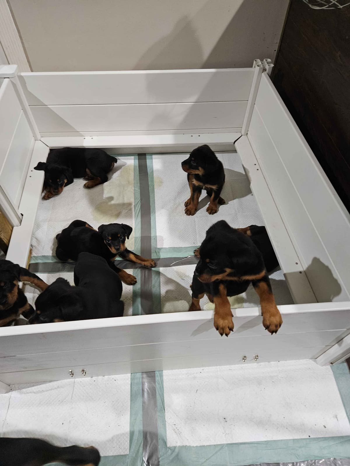 Rottweiler Puppies breeder image 6