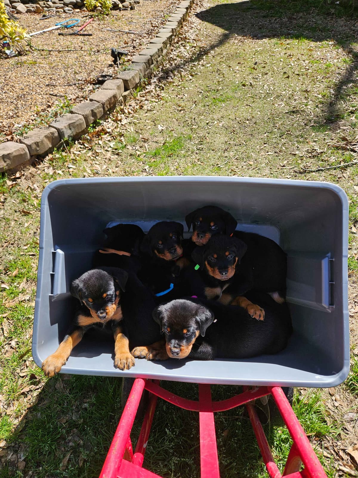 Rottweiler Puppies breeder image 7