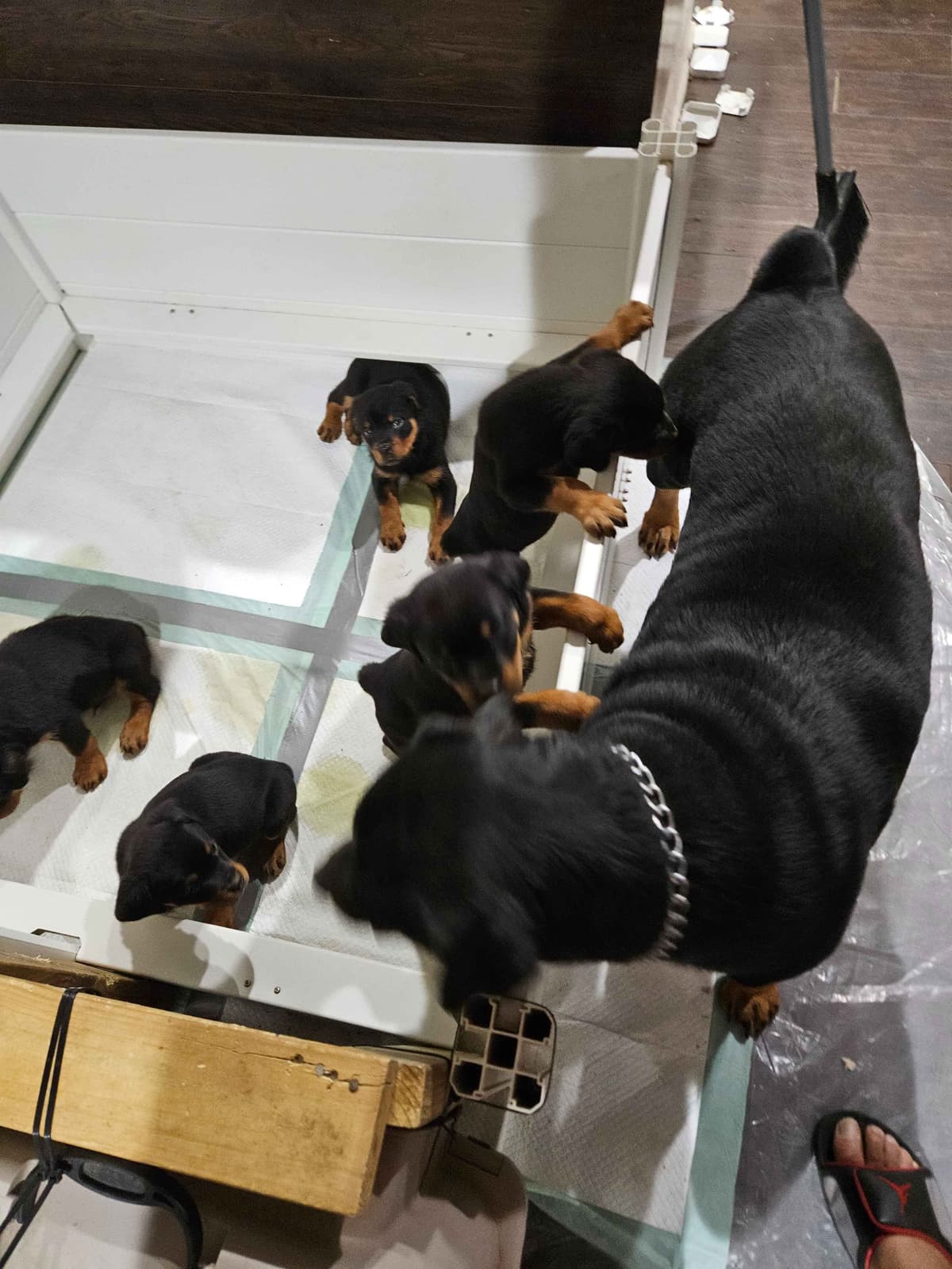 Rottweiler Puppies breeder image 8