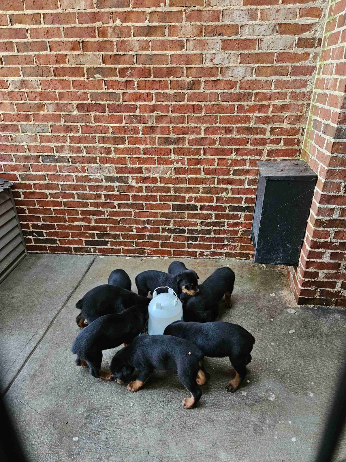Rottweiler Puppies breeder image 11