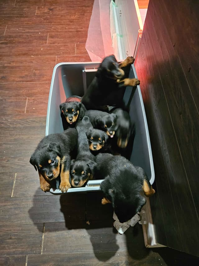 Rottweiler Puppies media 11