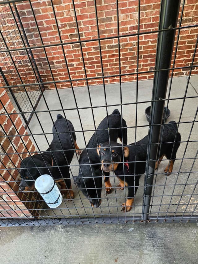 Rottweiler Puppies media 12