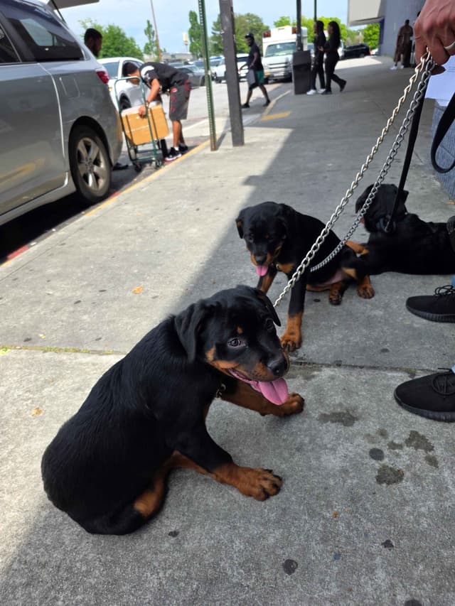 Rottweiler Puppies media 14