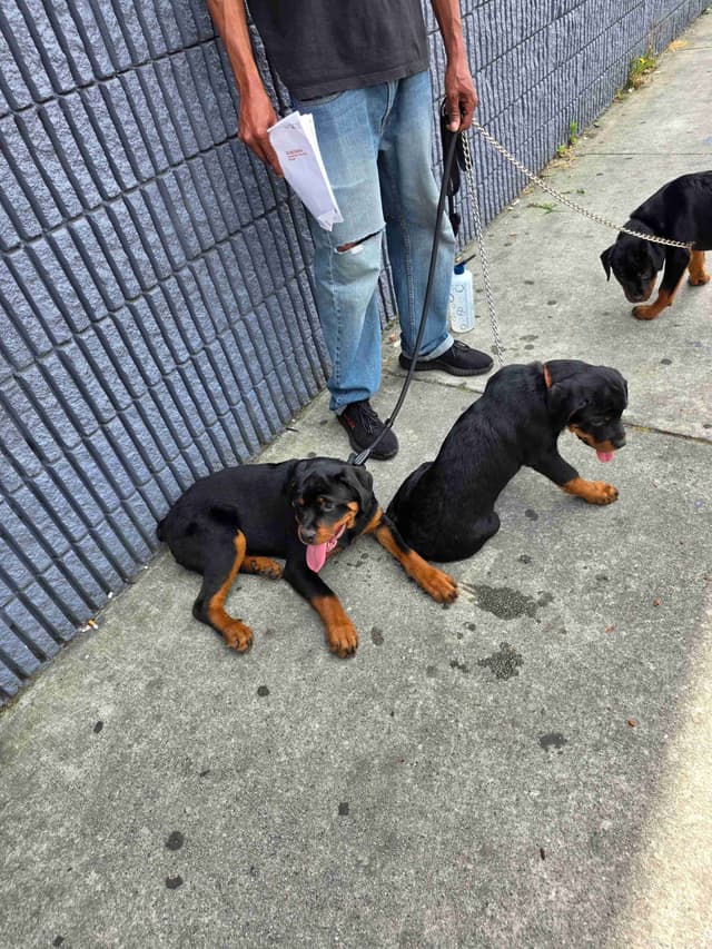 Rottweiler Puppies media 13