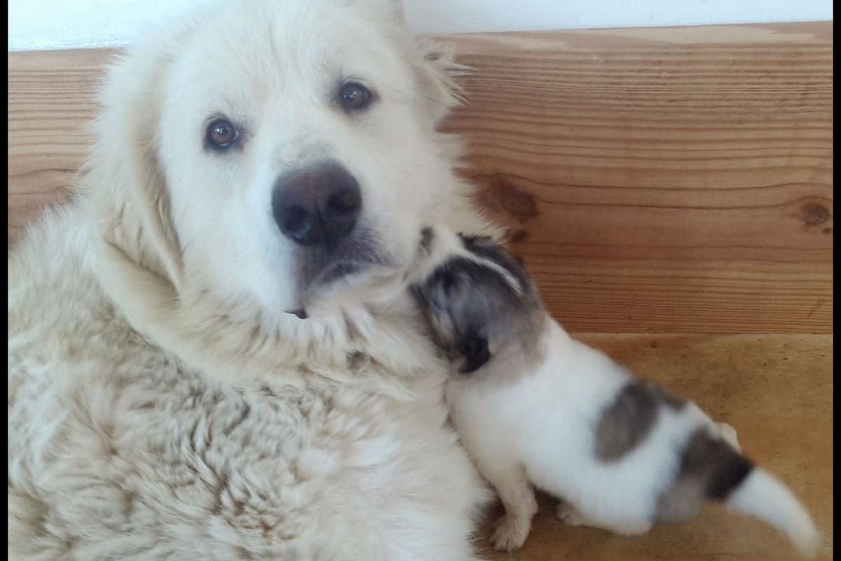 Lachenbock Farm breeder image 1